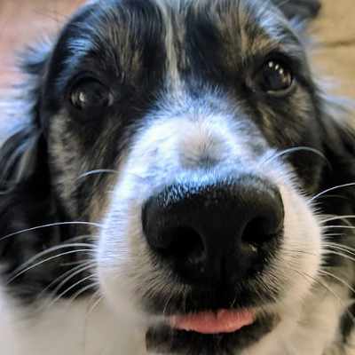 Swarley closeup